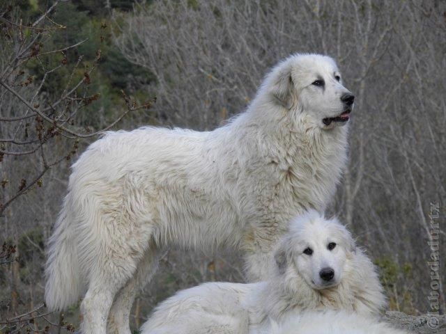 Perro de Montana del Pirineo