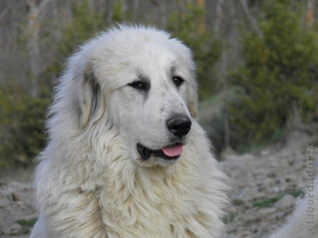 Perro de Montana del Pirineo