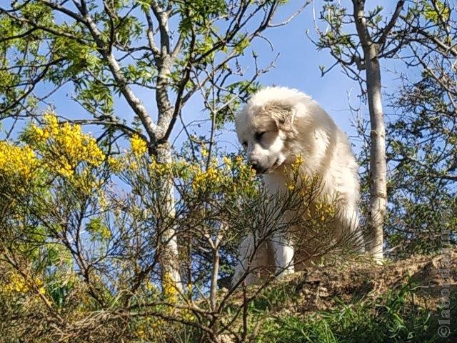 Perro de Montana del Pirineo