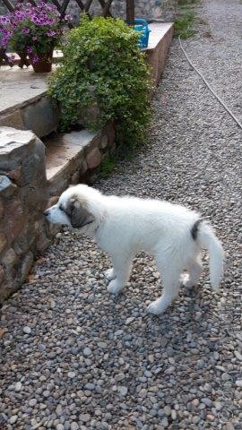 Perro de Montana del Pirineo