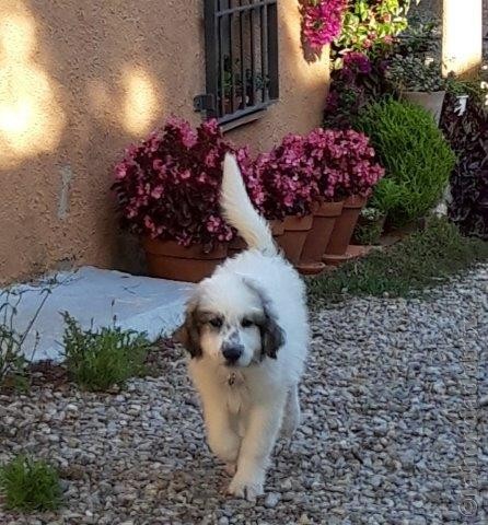 Perro de Montana del Pirineo