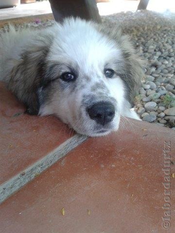 Perro de Montana del Pirineo