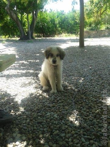 Perro de Montana del Pirineo