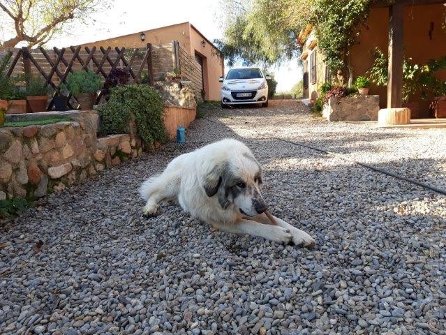 Perro de Montana del Pirineo