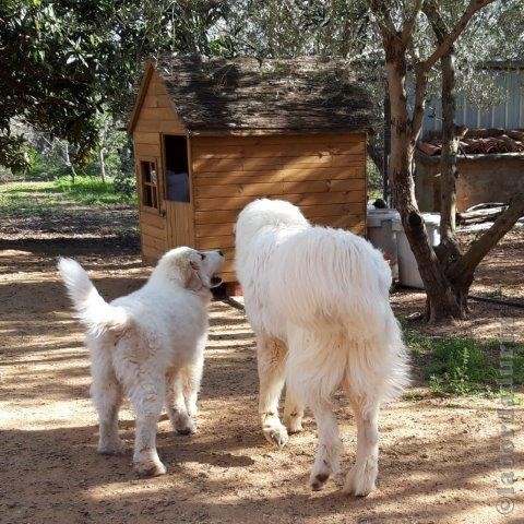 Perro de Montana del Pirineo