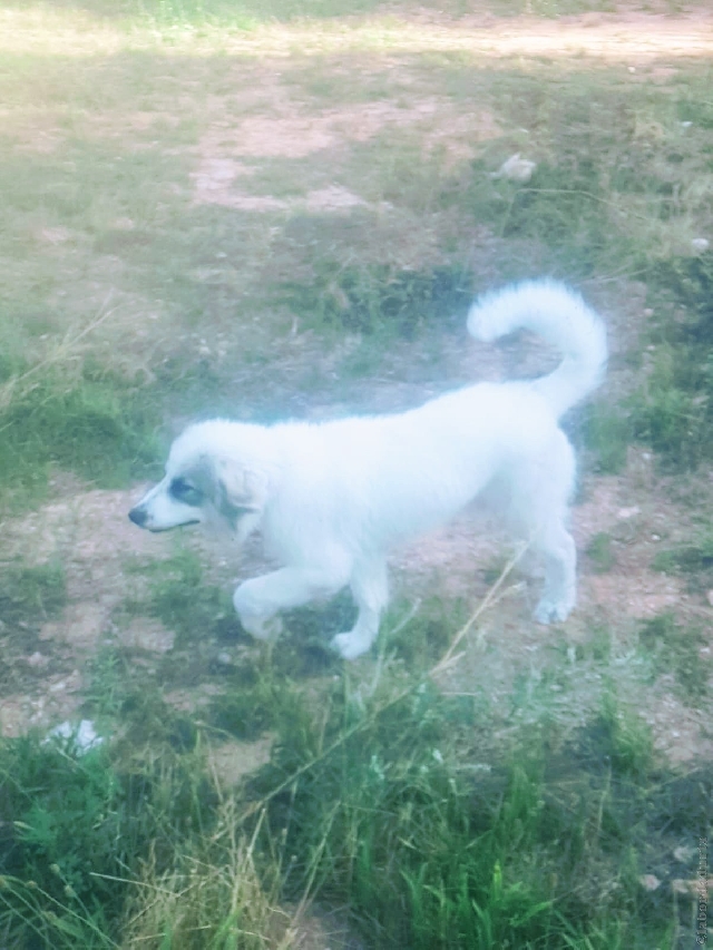 Perro de Montana del Pirineo