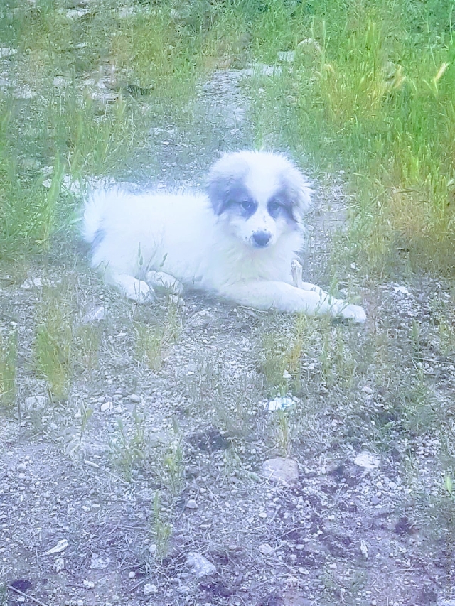 Perro de Montana del Pirineo