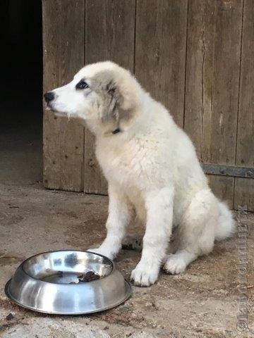 Perro de Montana del Pirineo