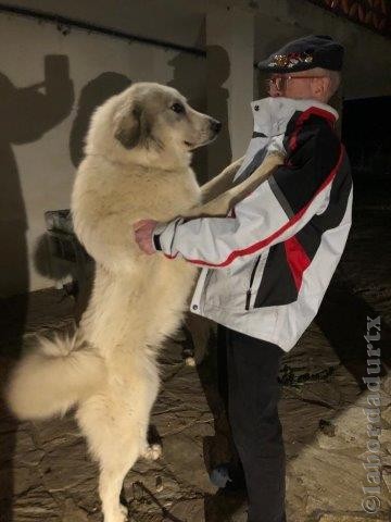 Perro de Montana del Pirineo