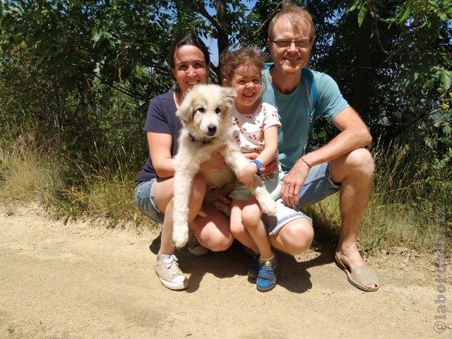 Perro de Montana del Pirineo