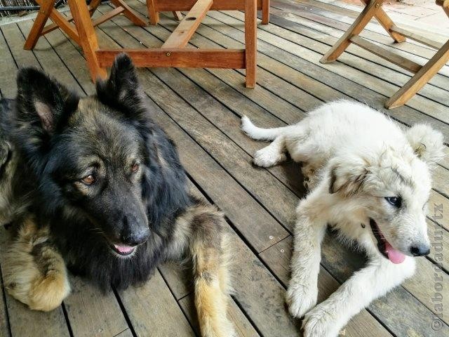 Perro de Montana del Pirineo