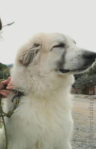 Perro de Montana del Pirineo