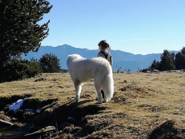 Perro de Montana del Pirineo