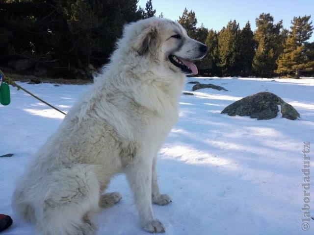 Perro de Montana del Pirineo