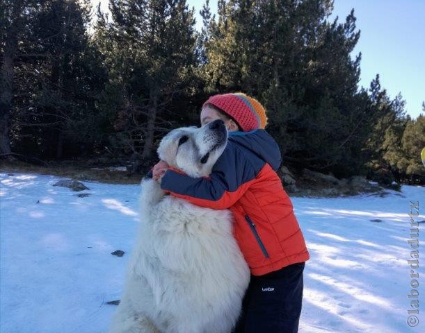 Perro de Montana del Pirineo