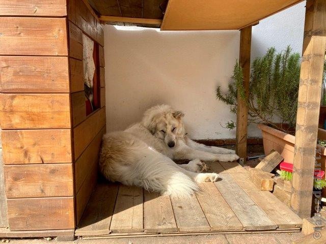 Perro de Montana del Pirineo