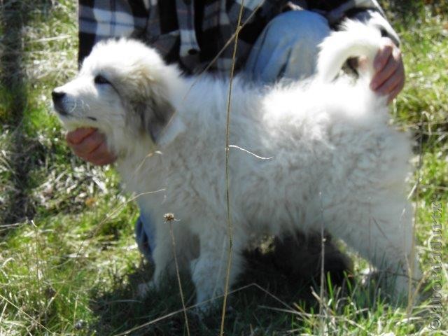 Perro de Montana del Pirineo