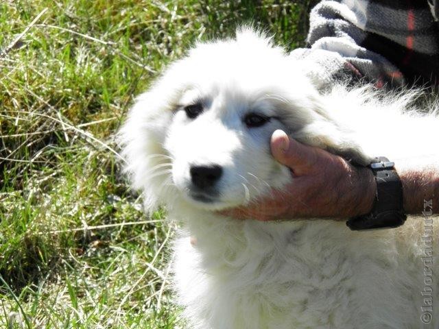 Perro de Montana del Pirineo