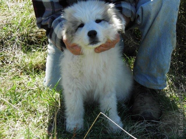 Perro de Montana del Pirineo