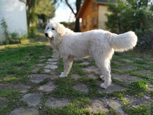 Perro de Montana del Pirineo