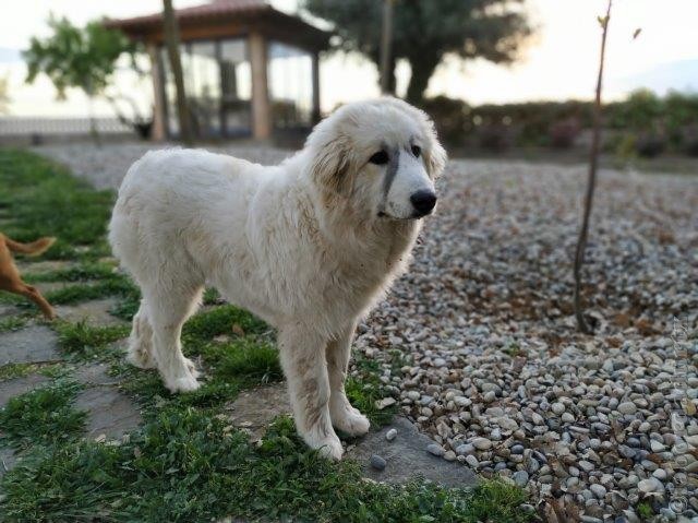 Perro de Montana del Pirineo