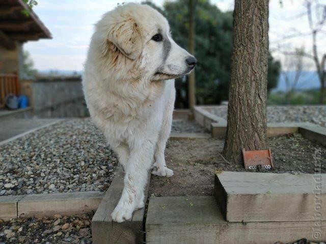 Perro de Montana del Pirineo