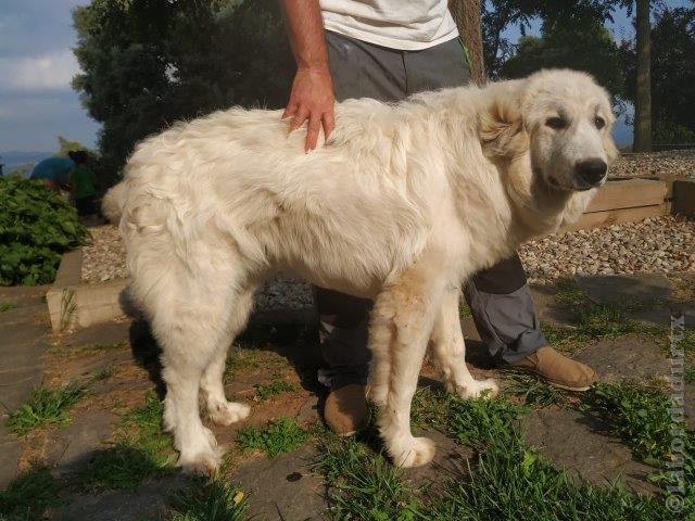 Perro de Montana del Pirineo