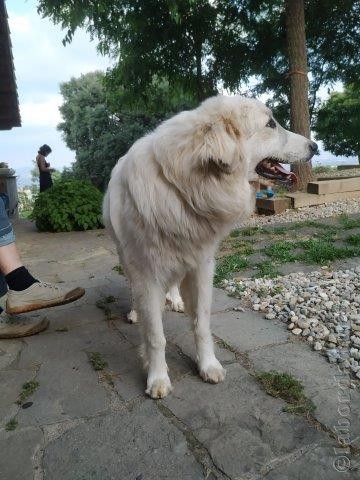 Perro de Montana del Pirineo