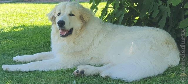 Perro de Montana del Pirineo