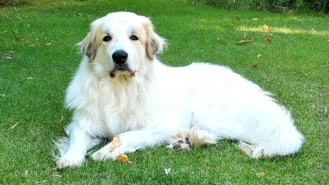 Perro de Montana del Pirineo