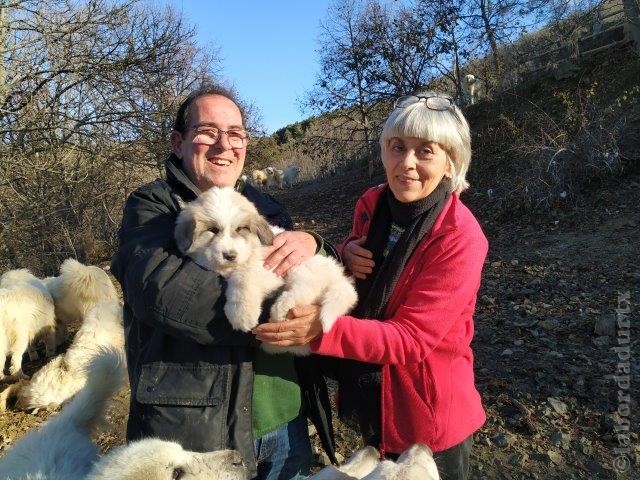 Perro de Montana del Pirineo