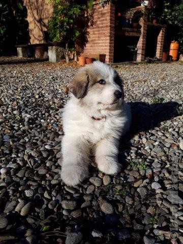 Perro de Montana del Pirineo