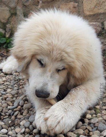 Perro de Montana del Pirineo