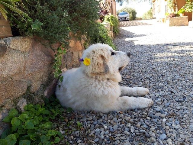 Perro de Montana del Pirineo