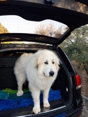 Perro de Montana del Pirineo