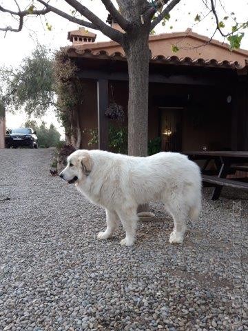 Perro de Montana del Pirineo