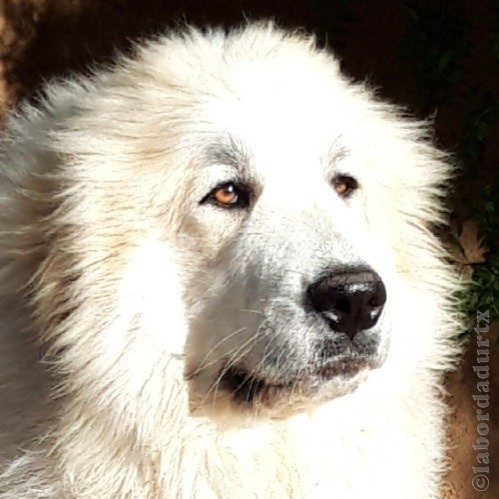 Perro de Montana del Pirineo