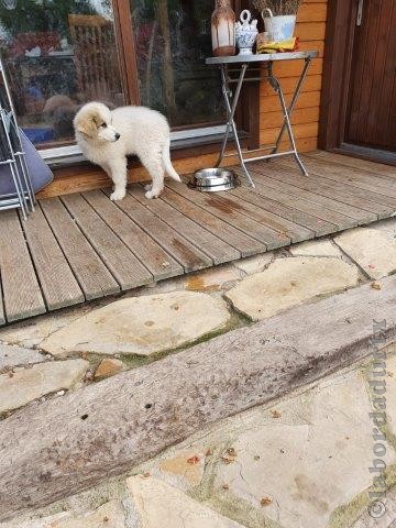 Perro de Montana del Pirineo