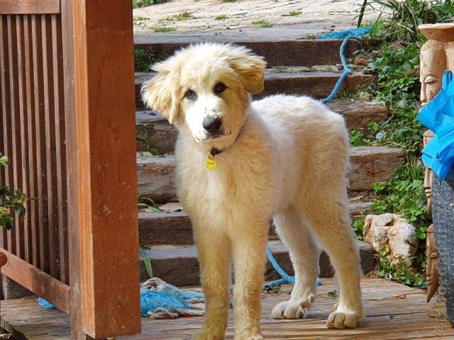 Perro de Montana del Pirineo