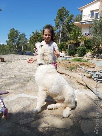 Perro de Montana del Pirineo