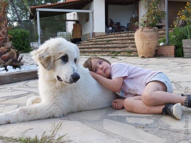 Perro de Montana del Pirineo