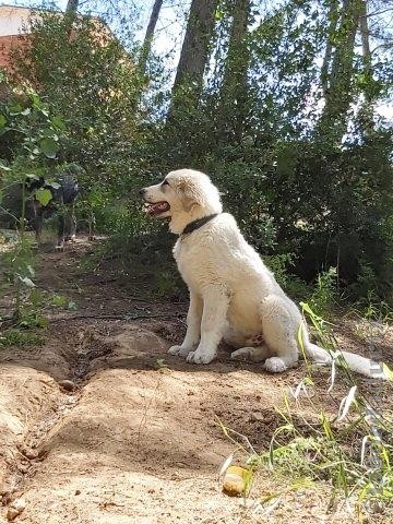 Perro de Montana del Pirineo