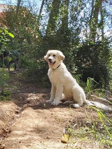 Perro de Montana del Pirineo