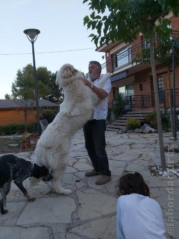 Perro de Montana del Pirineo