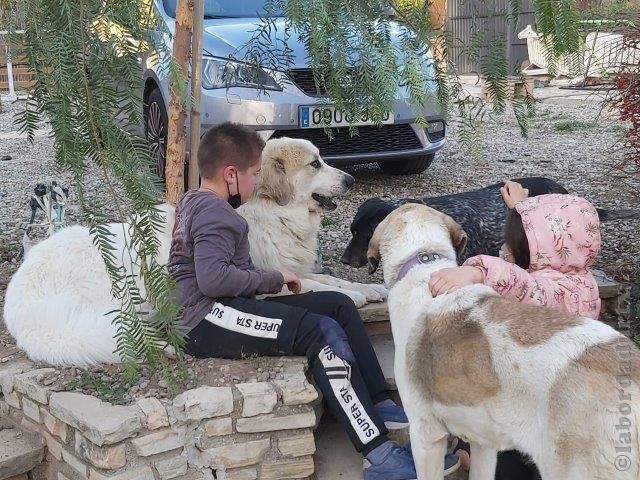 Perro de Montana del Pirineo