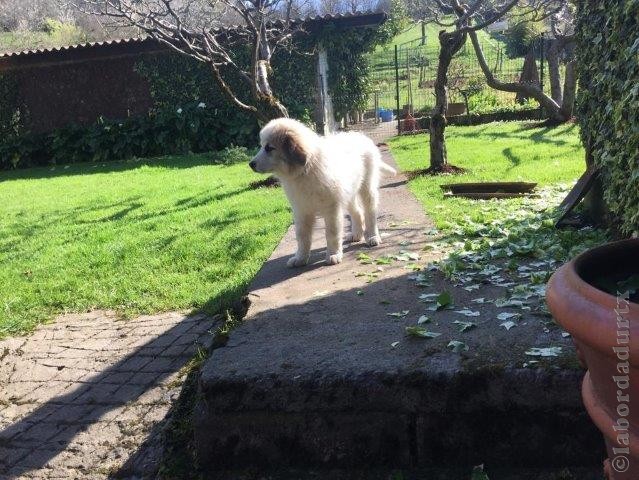 Perro de Montana del Pirineo