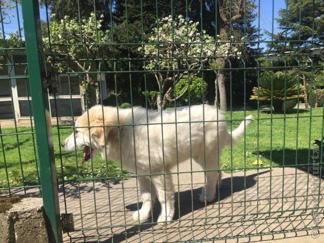 Perro de Montana del Pirineo