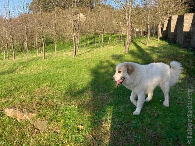 Perro de Montana del Pirineo