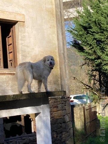 Perro de Montana del Pirineo