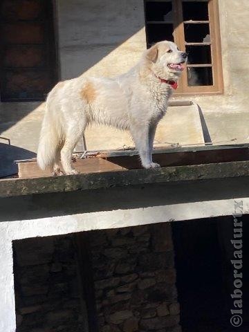 Perro de Montana del Pirineo